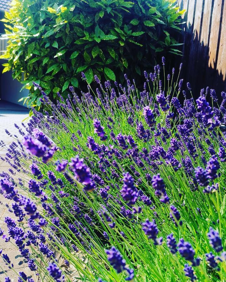 Ferienwohnung Lavanda Rust Esterno foto